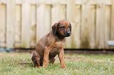 RODESIAN RIDGEBACK 230